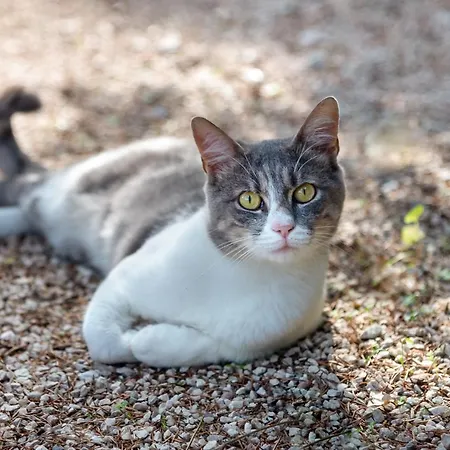 Frühstückspension La Gradina